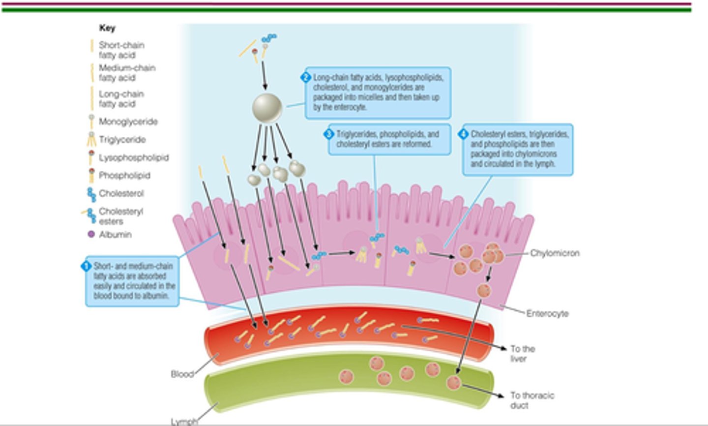 <p>Small soluble molecules can be absorbed in the small intestine following digestion, they diffuse into the blood and are then transported around the body for specific purposes</p>