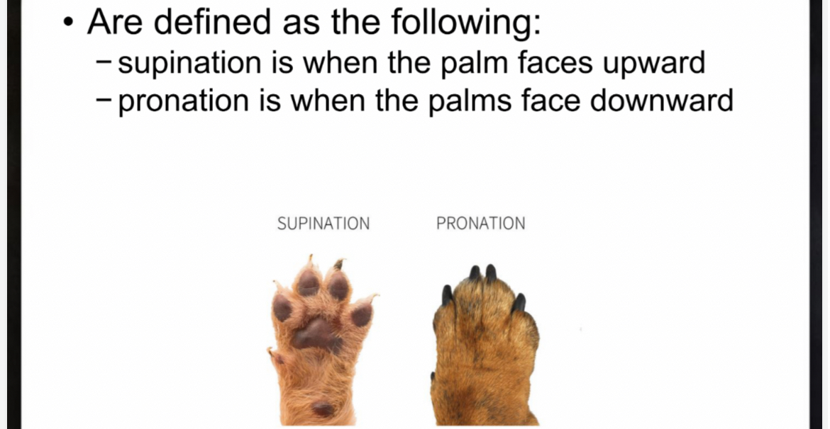 <ul><li><p>﻿﻿supination is when the palm faces upward</p></li><li><p>﻿﻿pronation is when the palms face downward</p></li></ul><p></p>