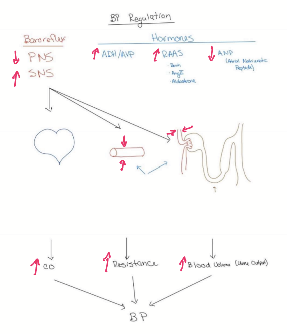 <ul><li><p>Increasing cardiac output</p><ul><li><p>increase heart rate</p></li><li><p>increase inotropy</p></li><li><p>increase preload</p></li></ul></li><li><p>Increasing TPR</p><ul><li><p>vasoconstriction</p></li></ul></li><li><p>Volume expansion</p><ul><li><p>Decrease filtration (GFR) </p></li><li><p>Tubule </p><ul><li><p>increase sodium and water reabsorption </p></li></ul></li></ul></li></ul><p></p>