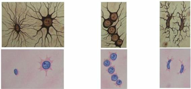 <p>Clasificación de las Neuroglias</p>