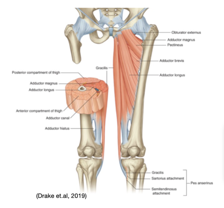 <ul><li><p><span>Obturator externus</span></p></li><li><p><span>Adductor group</span></p><ul><li><p><span>Adductor longus</span></p></li><li><p><span>Adductor brevis</span></p></li><li><p><span>Adductor magnus</span></p></li><li><p><span>Gracilis</span></p></li></ul></li><li><p><span>Pectineus</span></p></li></ul><p></p><ul><li><p><span>All attach relatively to the pubis</span></p></li><li><p><span>Innervates by the <strong>obturator nerve</strong></span></p></li></ul><p></p>
