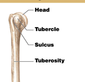 <p>A small rough projection that takes up a broad area.</p>