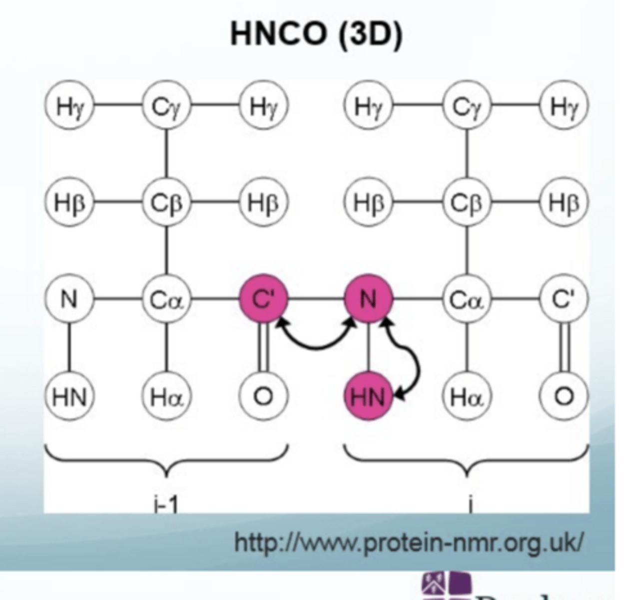 <p>3D method of biomolecular NMR</p><p>magnetisation transferred from the H amide to the N and then to the C=O and back again</p><p>confirms secondary structure (from C=O shifts) and aids backbone assignment</p>