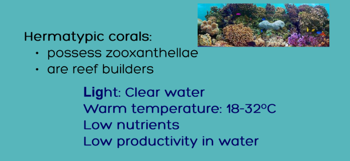 <p>Hermatypic corals </p>