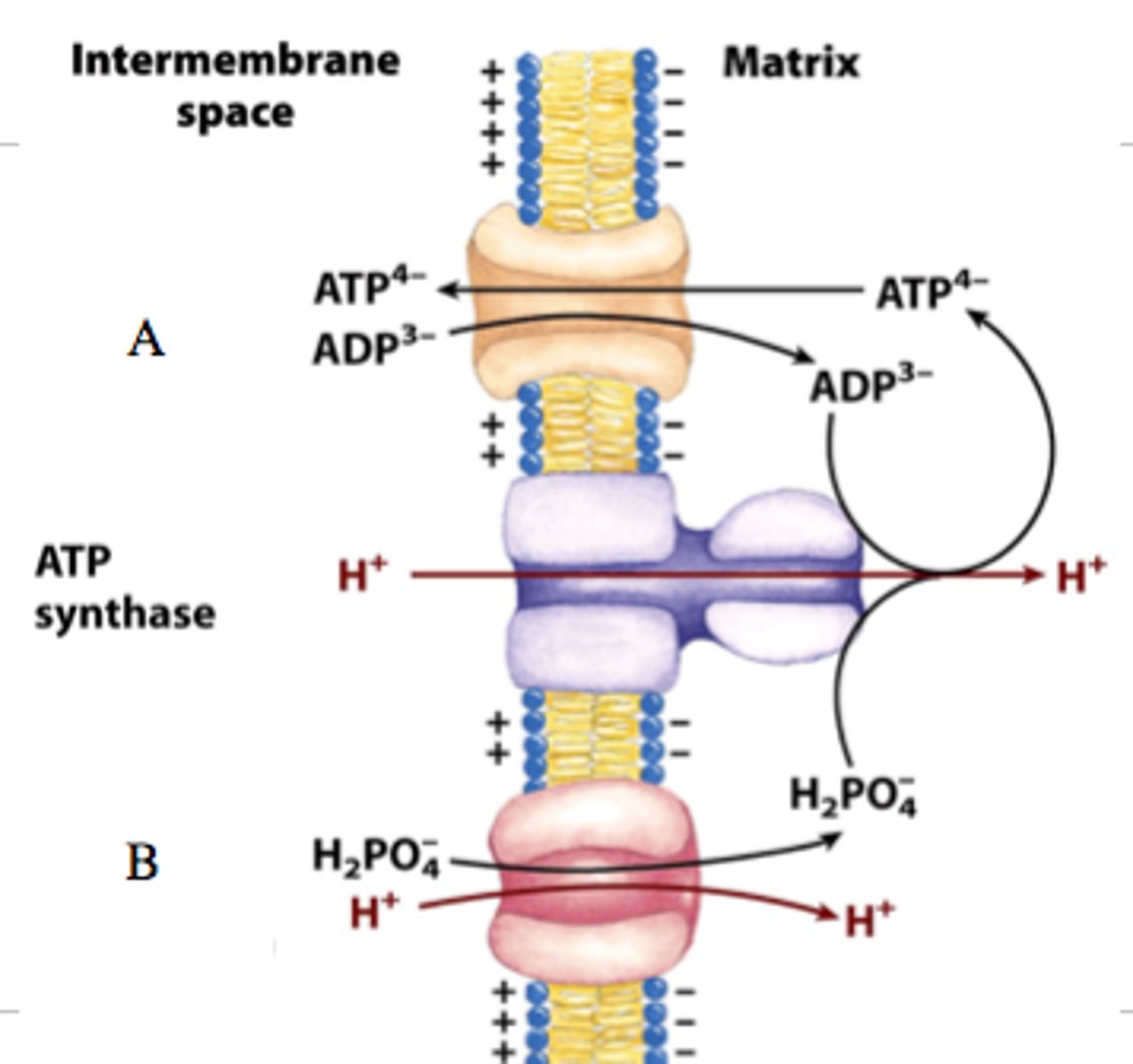 <p>Antiporter that carries ADP into and ATP out of the Mitochondrial Matrix to support ATP synthesis</p>