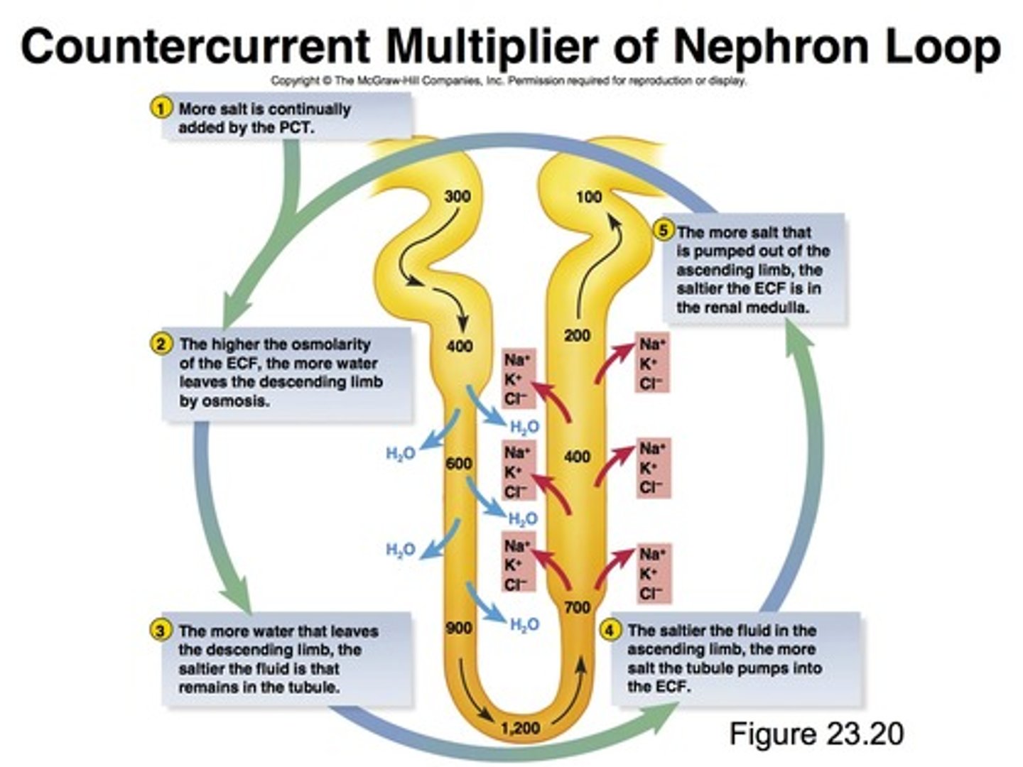 <p>A countercurrent mechanism system is a mechanism that expends energy to create a concentration gradient.</p>
