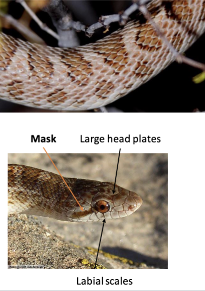 <p>CO species (1): A. elegans</p><ul><li><p>large head plates, mask on face, labial scales</p></li><li><p>smooth + glossy scales, saddle pattern</p></li><li><p>single anal scale</p></li></ul>