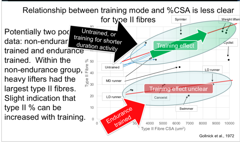 \-again, there were two pockest of data: the untrained aerobically (could include untrained in general and the resistance) and then endurance trained 

\-endurance tend to have small CSA and lower % type 2 fibres (which makes sense) 

\-in untrained/resistance, there have higher type 2 fibres % and higher CSA

* there is correlation here, so as you move from untrained to weightlifeter, the CSA increases and could have slight change in type 2%
* overall heavy lifters had the largest type 2 fibres, and slight indication that type 2 % can increase w training

\-whereas in endurance, there is very little corelation, so no real training effect (bc not really stressing type 2, so doesnt change)