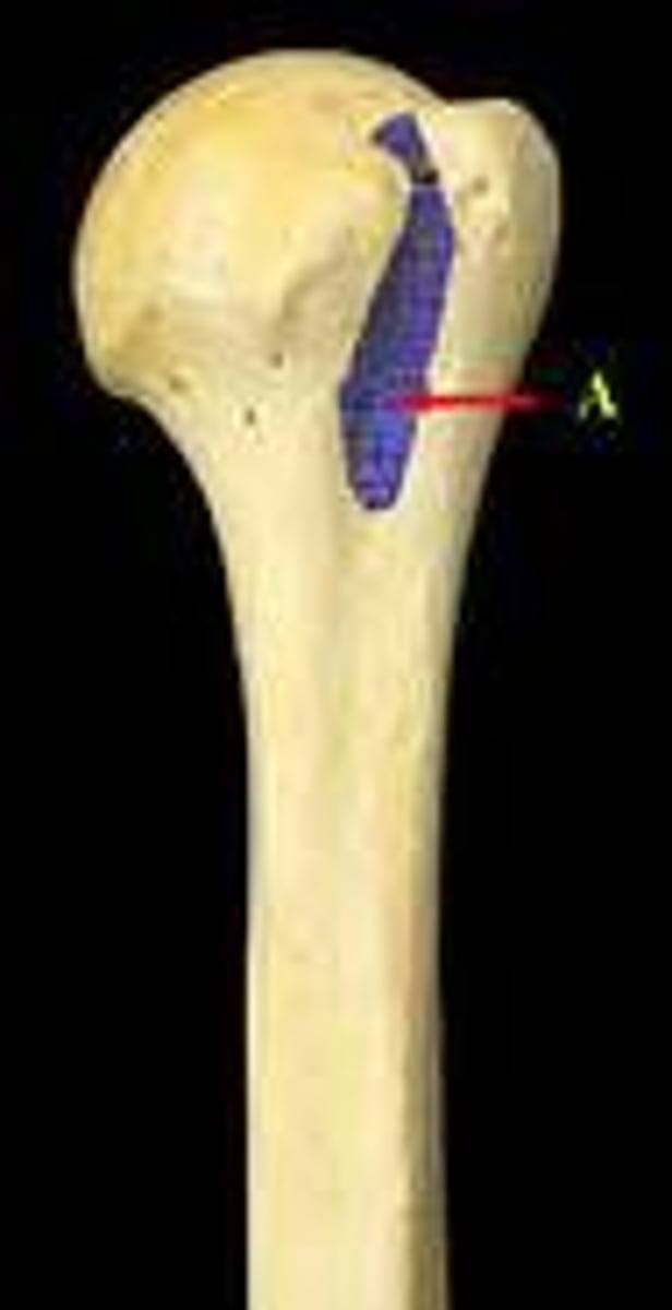 <p>Small groove in between the greater and lesser tuburcle of the humerus</p>
