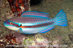 <p>blue &amp; maroon stripe, yellow tail spots</p>