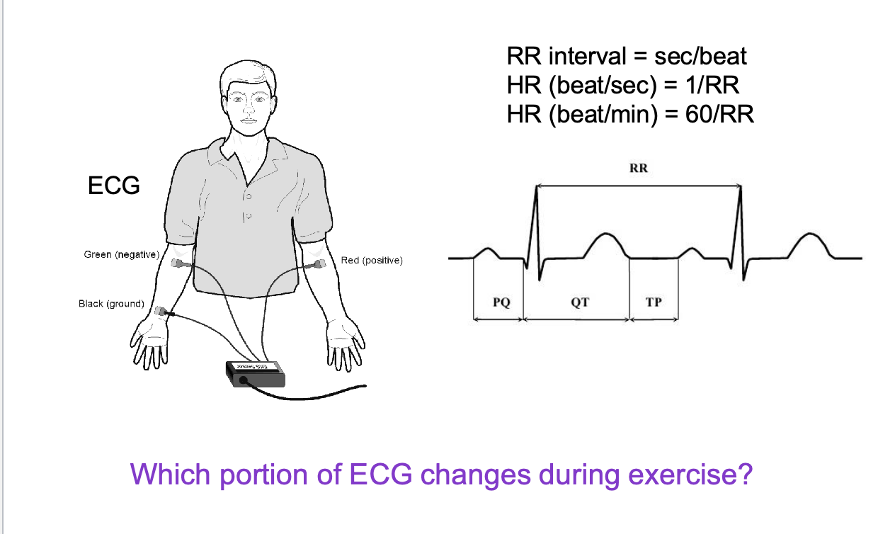 <p>seconds/beat</p><ul><li><p>HR (beat/sec) = 1/RR</p></li><li><p>HR (bear/min) = 60/RR</p></li></ul><p></p>