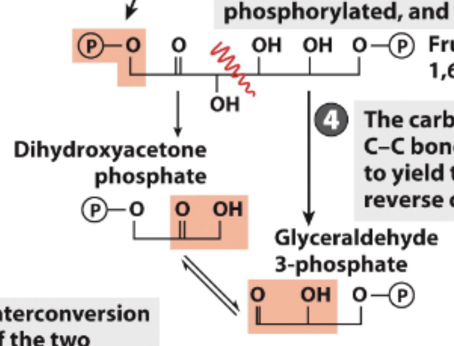 <p>Carbonyl group at C-2 (double bond) facilitates C-C bond cleavage</p><p>Forms 2 3-carbon products</p><ol><li><p>Dihydroxyacetone phosphate (DHAP)</p></li><li><p>Glyceraldehyde 3-phosphate</p></li></ol><p></p>