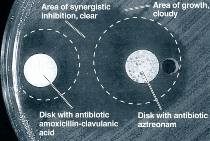 <p>if there is synergistic inhibition between two antibiotics in a disk-diffusion assay</p>