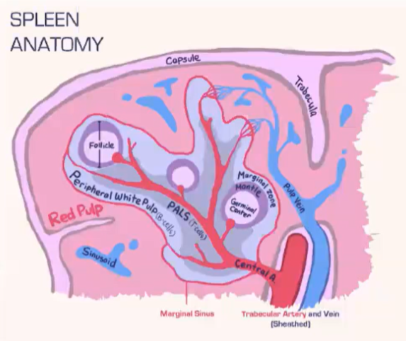 <ul><li><p><strong>Spleen Structure</strong>:</p><ul><li><p><strong>Lacks a lymphatic system</strong>, relying solely on <strong>blood flow</strong>.</p></li><li><p>Consists of:</p><ul><li><p><strong>Red pulp</strong>: Contains <strong>red blood cells</strong>.</p></li><li><p><strong>White pulp</strong>: Houses <strong>lymphocytes</strong>.</p></li></ul></li><li><p><strong>Blood</strong> is deposited at the <strong>marginal sinus</strong> (between red and white pulp), serving as a <strong>filter</strong>.</p></li></ul></li><li><p><strong>Lymphocyte Organization</strong>:</p><ul><li><p><strong>T Cells</strong>:</p><ul><li><p>Move toward the <strong>T cell zone</strong> near the <strong>central arteriole</strong>.</p></li><li><p>Guided by <strong>CCR7</strong> with support from <strong>fibroblastic reticular cells (FRCs)</strong>.</p></li></ul></li><li><p><strong>B Cells</strong>:</p><ul><li><p>Migrate to the <strong>B cell follicle</strong> in response to <strong>CXCR5</strong>.</p></li><li><p>Follicles contain <strong>follicular dendritic cells (FDCs)</strong>, which preserve antigens for <strong>B cell recognition</strong>, similar to lymph nodes.</p></li></ul></li></ul></li><li><p><strong>Lymphocyte Entry</strong>:</p><ul><li><p>Lymphocytes <strong>passively enter</strong> the spleen, without <strong>selectins</strong> or <strong>rolling</strong>.</p></li><li><p><strong>Integrins</strong> assist in <strong>adhesion</strong> at the <strong>marginal sinus</strong> area.</p></li></ul></li></ul><p></p>