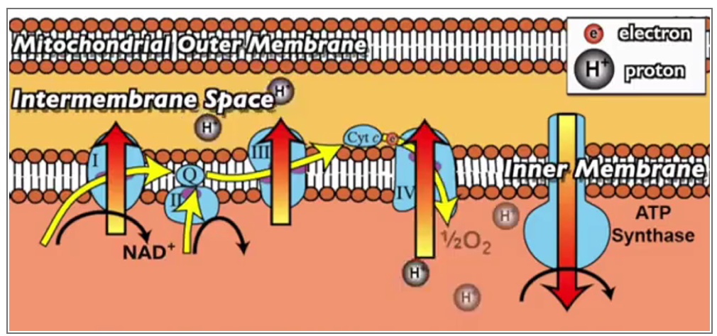 <p>In ETC:</p><ol><li><p>NADH donates e- to Complex I (NADH dehydrogenase) to form NAD+</p><p>FADH2 donates 2e- to Complex II to form FAD</p></li><li><p>Electrons move through complexes via Ubiquinone and Cytochrome C with oxygen being the terminal electron acceptor.</p></li><li><p>This allows for H+ to be pumped from the mitochondria matrix to the intermembrane space.</p></li><li><p>H+ cannot return to matrix as inner membrane is impermeable to H+.</p></li><li><p>Accumulation of H+ in intermembrane space results in formation of a proton gradient.</p></li><li><p>H+ can only move from the intermembrane space into mitochondrial matrix via ATP synthase along the proton gradient</p></li><li><p>Movement of H+ ions via ATP synthase drives ATP synthesis (ADP + Pi → ATP).</p></li></ol><p></p>