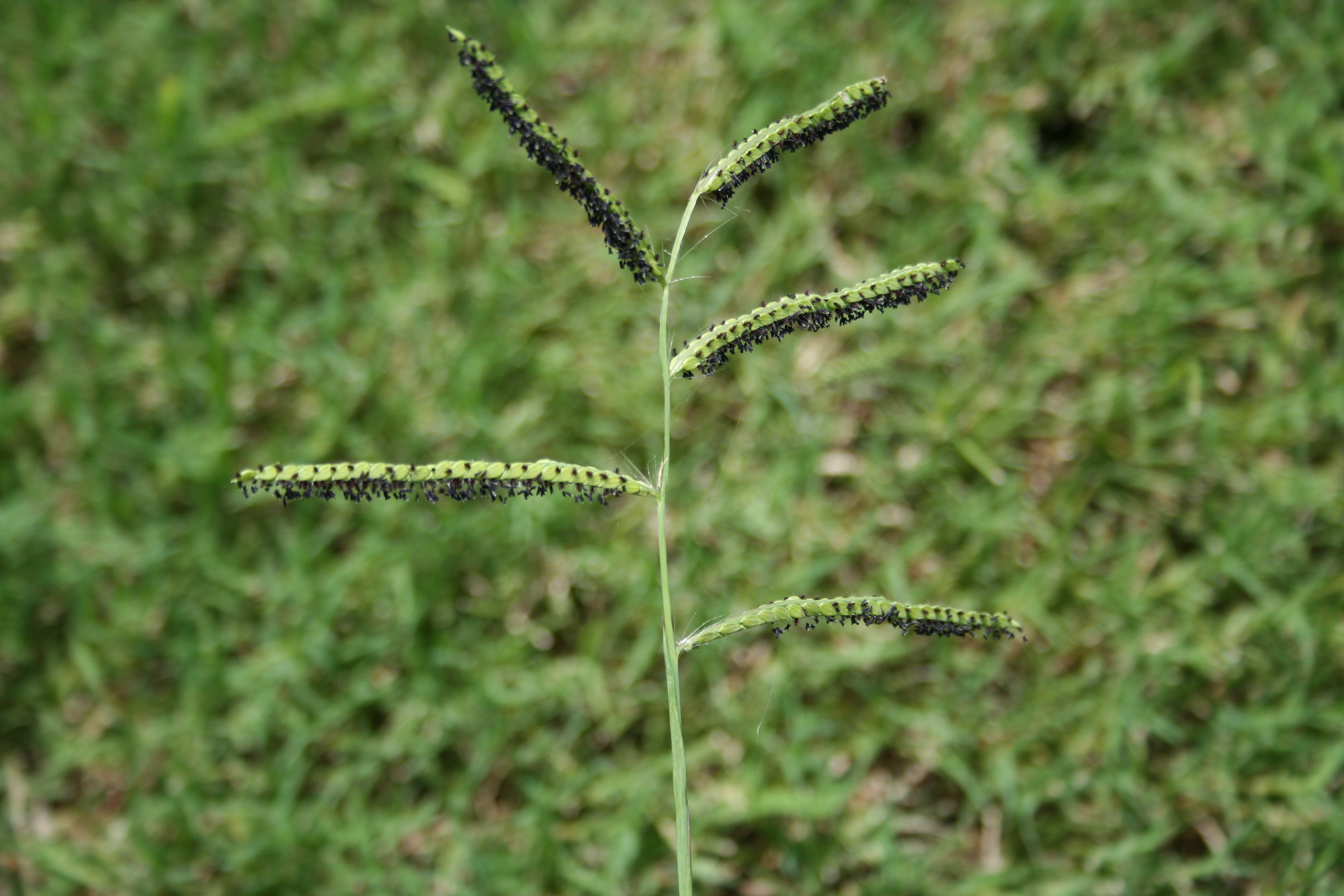 <p>Dallisgrass</p>