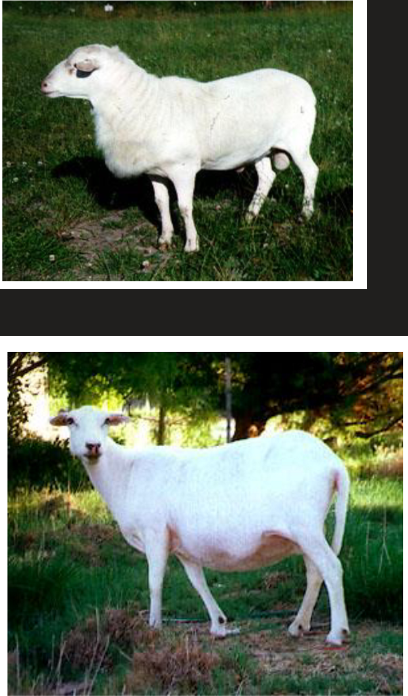 <p>White colored</p><p>Bump on front chest and small camel hump</p>