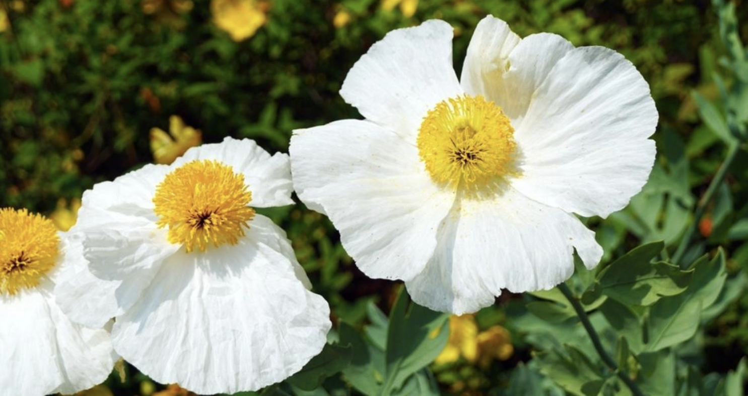 Flower 192