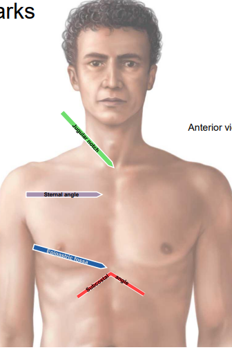 <p>The slight indentation over the inferior end of the sternum.</p>