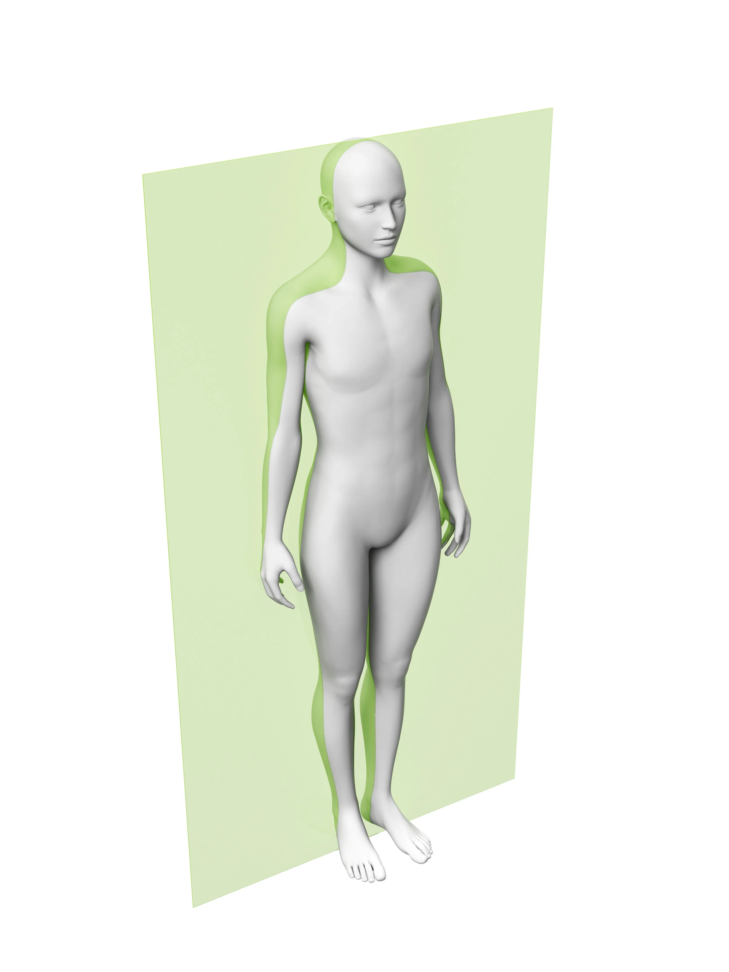 <p>divides the body into anterior and posterior sections</p>
