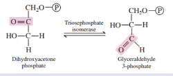 <p>Isomerization of Triose Phosphates</p><p class="ds-markdown-paragraph">DHAP is isomerized to glyceraldehyde 3-phosphate</p><p class="ds-markdown-paragraph">Enzyme: Triosephosphate isomerase</p><p></p>