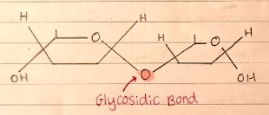 <p>A disaccharide formed by the condensation reaction between two ALPHA GLUCOSE molecules.</p>