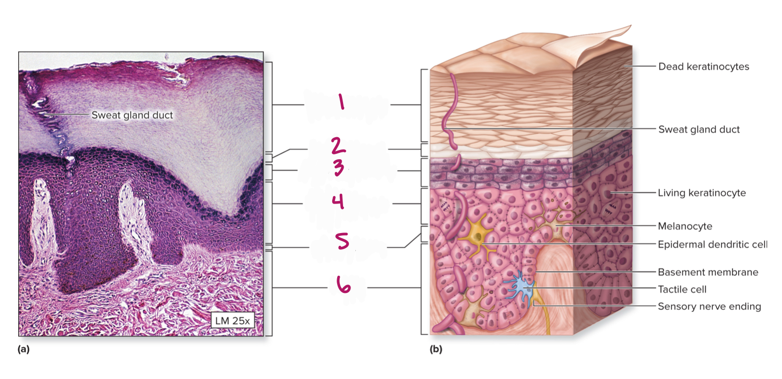 <p>Label figure 1. </p>