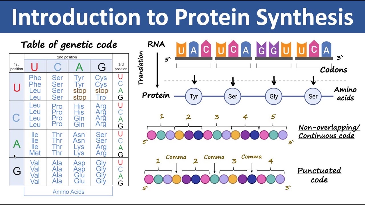 <p>The <strong>genetic code</strong> is a <strong>set of rules</strong> that determines how a sequence of <strong>nucleotide bases</strong> in DNA or RNA is translated into <strong>amino acids</strong> to build proteins. It acts like a "language" that cells use to <strong>read genetic information</strong> and make proteins.</p><p></p><p><strong>Structure of the Genetic Code</strong></p><p><span data-name="check_mark_button" data-type="emoji">✅</span> <strong>Codons:</strong> The genetic code is <strong>read in triplets</strong> called <strong>codons</strong>. Each codon is a <strong>sequence of 3 RNA nucleotides</strong> that codes for a specific amino acid.</p><p><span data-name="check_mark_button" data-type="emoji">✅</span> <strong>4 RNA bases:</strong></p><ul><li><p><strong>A (Adenine)</strong></p></li><li><p><strong>U (Uracil) (in RNA, replaces T in DNA)</strong></p></li><li><p><strong>C (Cytosine)</strong></p></li><li><p><strong>G (Guanine)</strong></p></li></ul><p><span data-name="check_mark_button" data-type="emoji">✅</span> <strong>64 Codons in Total:</strong></p><ul><li><p><strong>61 codons</strong> code for <strong>20 different amino acids</strong>.</p></li><li><p><strong>3 codons</strong> are <strong>stop codons</strong>, signaling the end of translation.</p></li></ul><p></p><p><strong>The Genetic Code in Protein Synthesis</strong></p><p><strong>Step 1: Transcription (DNA → mRNA)</strong></p><ul><li><p>DNA sequence: <strong>TAC-GGC-AAA</strong></p></li><li><p>mRNA codons: <strong>AUG-CCG-UUU</strong></p></li></ul><p><strong>Step 2: Translation (mRNA → Protein)</strong></p><ul><li><p>AUG → Methionine (Start)</p></li><li><p>CCG → Proline</p></li><li><p>UUU → Phenylalanine</p></li></ul><p></p>