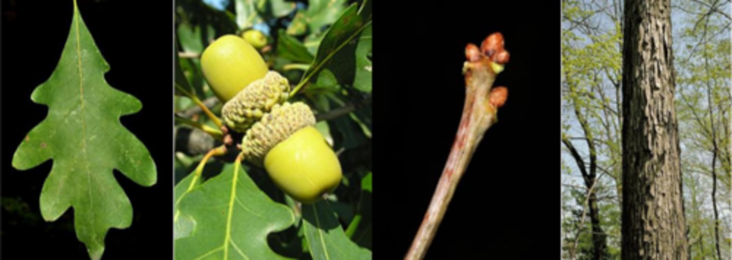 <p>Leaves: alternate, simple, oblong to ovate in shape, 4-7" long; rounded, finger-like lobes, sinus depth ranges deep to shallow, apex rounded and base wedge-shaped, green to blue-green above and whitish below. NO BRISTLE ON END OF LOBES. Less contrast between above and below leaf.</p><p>Twigs: red-brown to somewhat gray, even a bit purple at times, hairless and often shiny. </p><p>Buds: multiple terminal buds are red-brown, small, rounded, and hairless. </p><p>Fruit: ovoid to oblong acorn, cap is warty and bowl-shaped, covers 1/4 of the fruit; cap always detaches at maturity; matures in one growing season in the early fall. </p><p>Bark: Whitish or ashy gray with high contrast between outer layer of bark and below, varying from scaly on smaller stems to irregularly platy or blocky on large stems. On older trees, smooth patches are common.</p><p>Silvics: a very large tree; when open grown, rugged, irregular crowns that are wide spreading, with a stocky bole. In the forest, crowns are upright and oval with trees reaching up to 100 feet tall and several feet in diameter. Can grow almost anywhere on the landscape: upland and lowland</p>