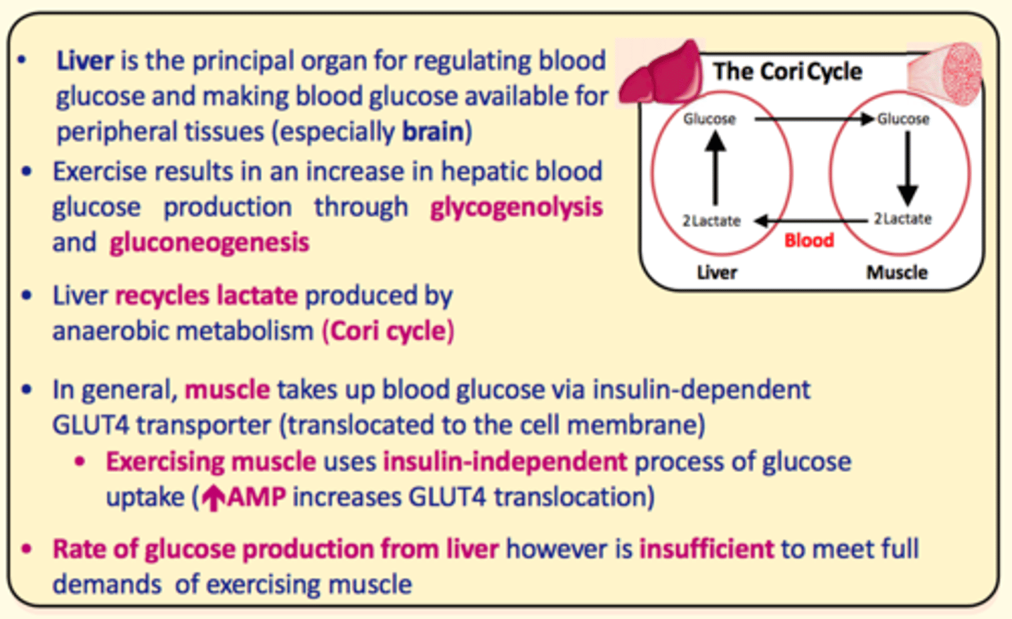 <p>The liver recycles lactate produced by anaerobic metabolism in the cori cycle </p>