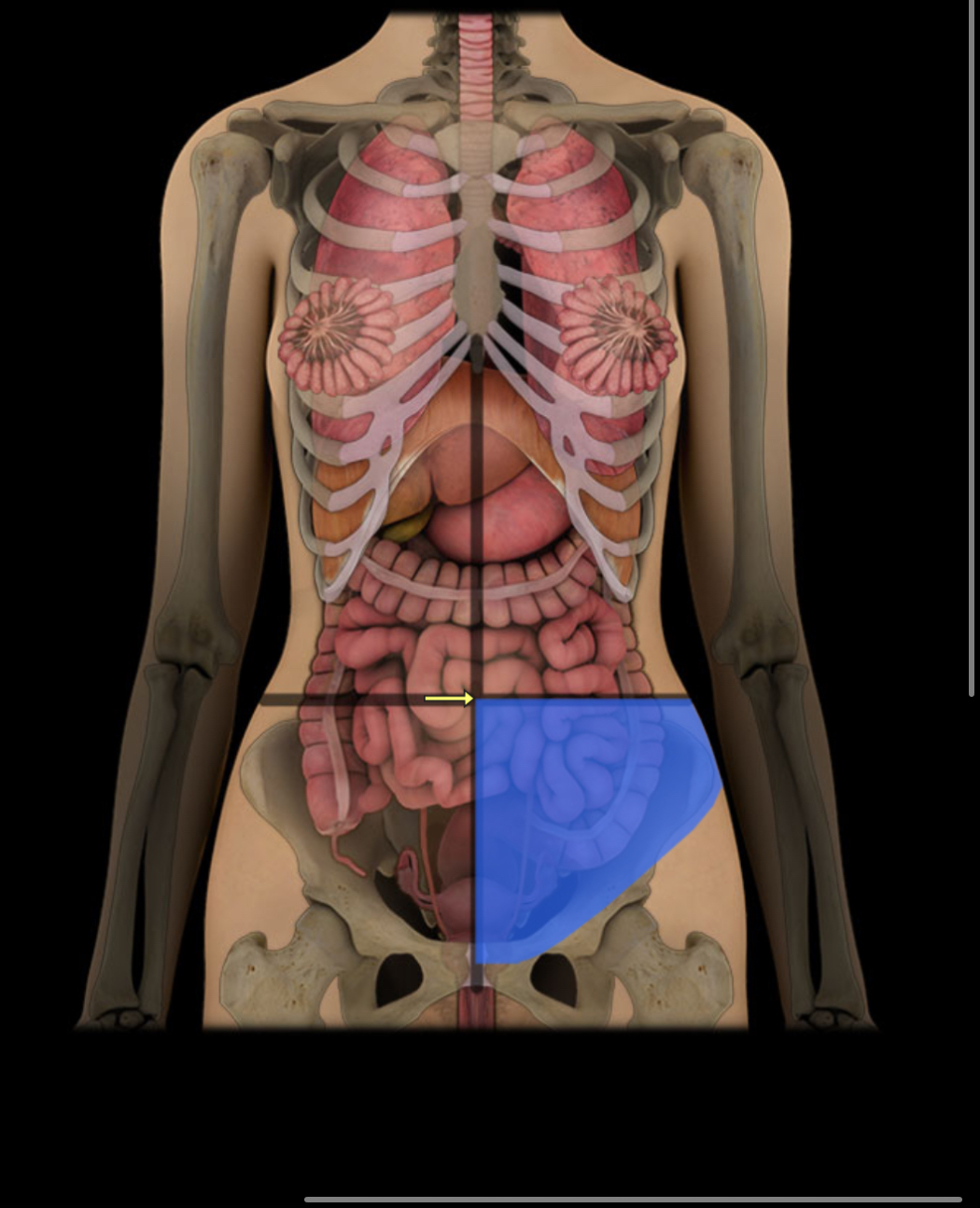 <p><span style="color: red;"><strong>Lower left abdomen; </strong></span><strong>contains intestines, reproductive organs.</strong></p>