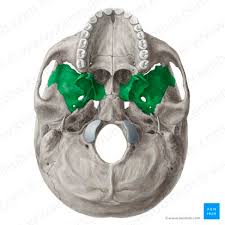 <p>can also bee seen through eye socket and&nbsp;under the zygomatic process</p>