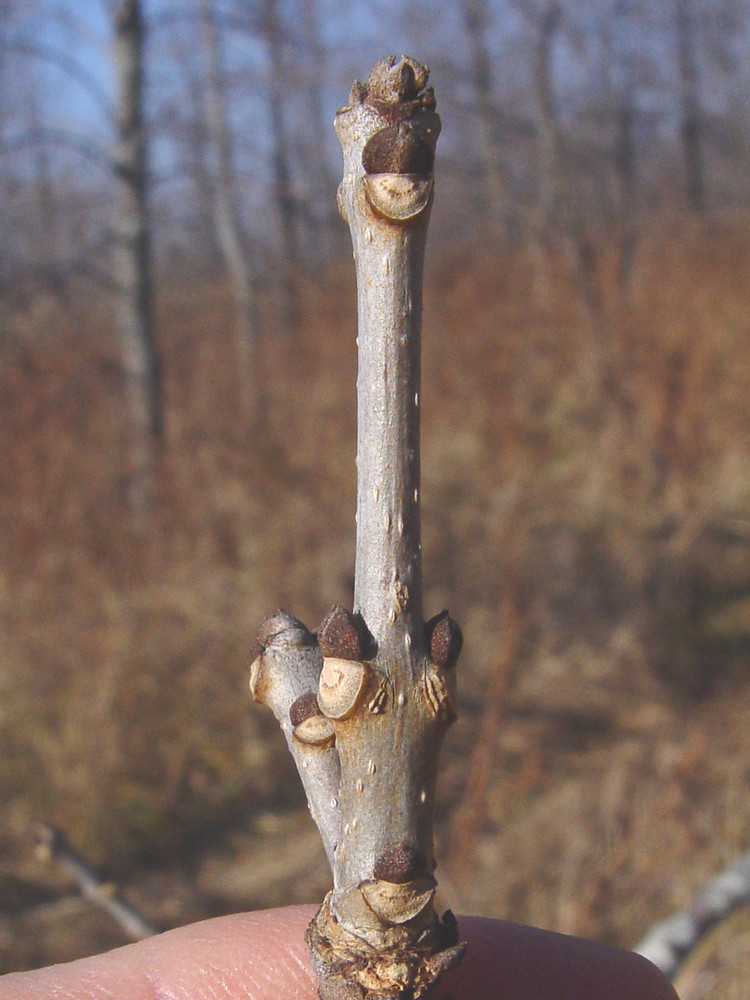 <p>Common name: Green ash</p><p></p><p>Genus: Fraxinus </p><p></p><p>Species: pennsylvanica</p><p></p><p>Family: Oleaceae</p>