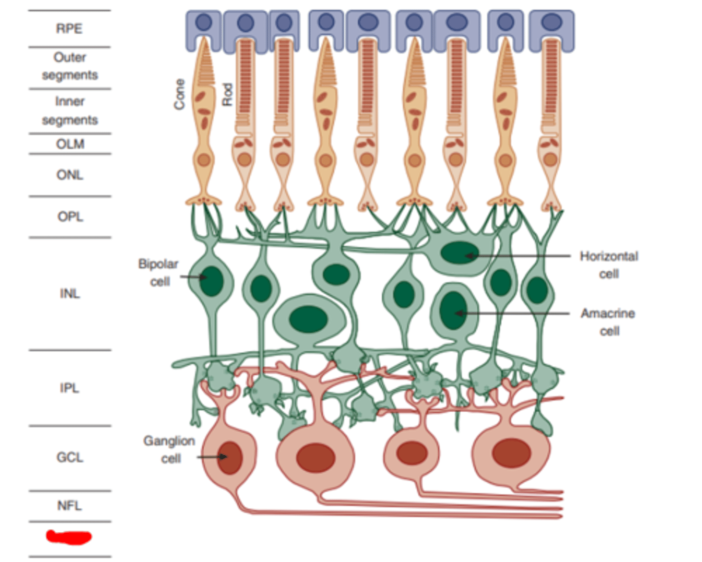 <p>the innermost layer of the retina acting as an interface between the retina and the vitreous humor.</p>