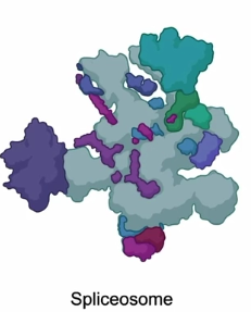 <p>snRNA and protein complex; spliceosome </p>