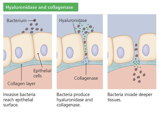 <ol><li><p>invasive bacteria reach epithelial surface</p></li><li><p>bacteria produce hyaluronidase and collagenase</p></li><li><p>bacteria invade deeper tissues</p></li></ol><p></p>