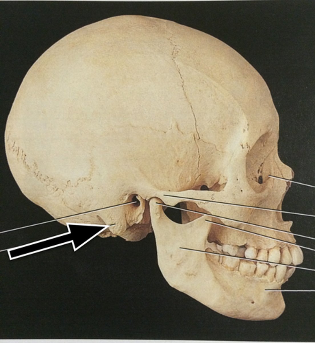 <p>round projection on the temporal bone behind the ear</p>