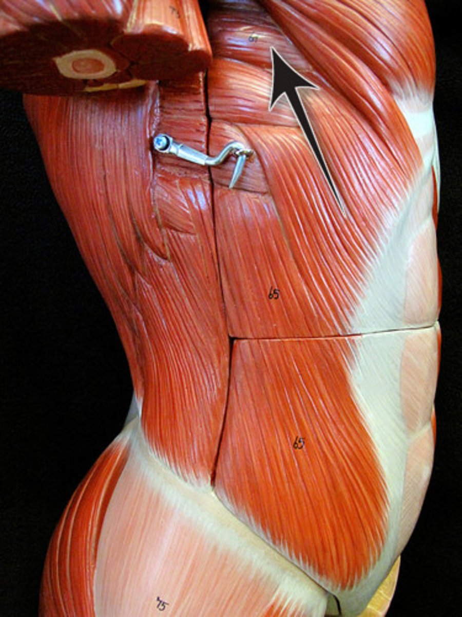 <p>Identify what the arrow is pointing to</p>