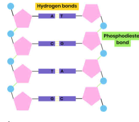 <p>Describe the structure of DNA</p>