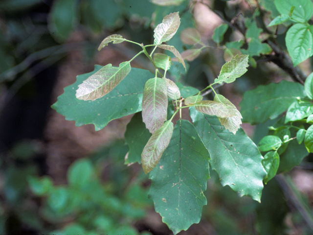 <p>Quercus polymorpha<br>(Beech) </p>