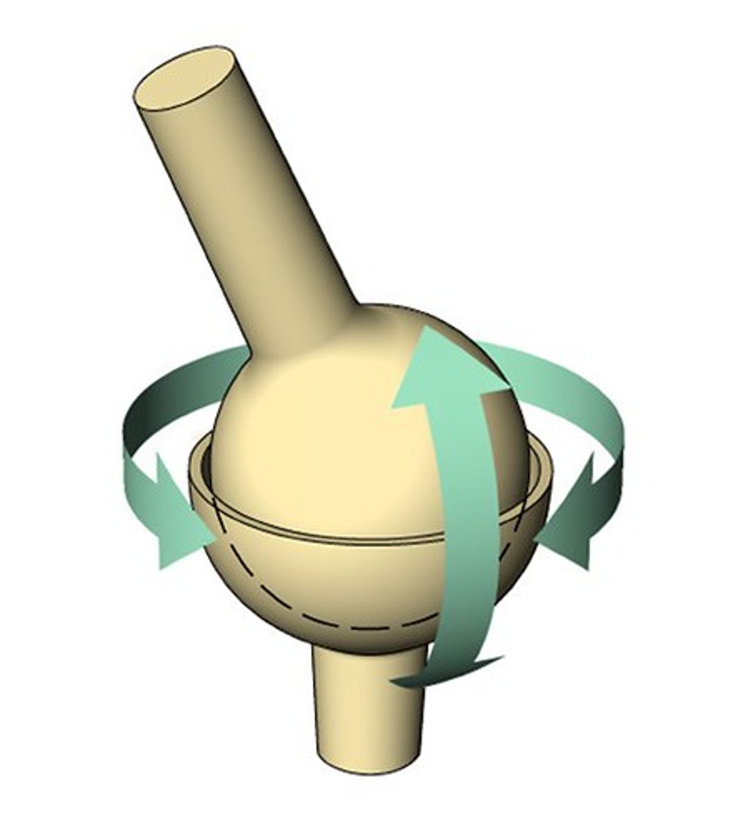 <p>allow backward, forward, sideways, and rotating movements.</p>