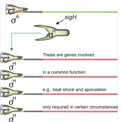 <p>Subunits of the RNAP can have huge effects on gene regulation</p><p>•<strong> RpoS</strong> a key player in Salmonella and E. coli</p><p>•<strong> SigH </strong>playing a role in Bacillus sporulation, only needed in times of need</p>