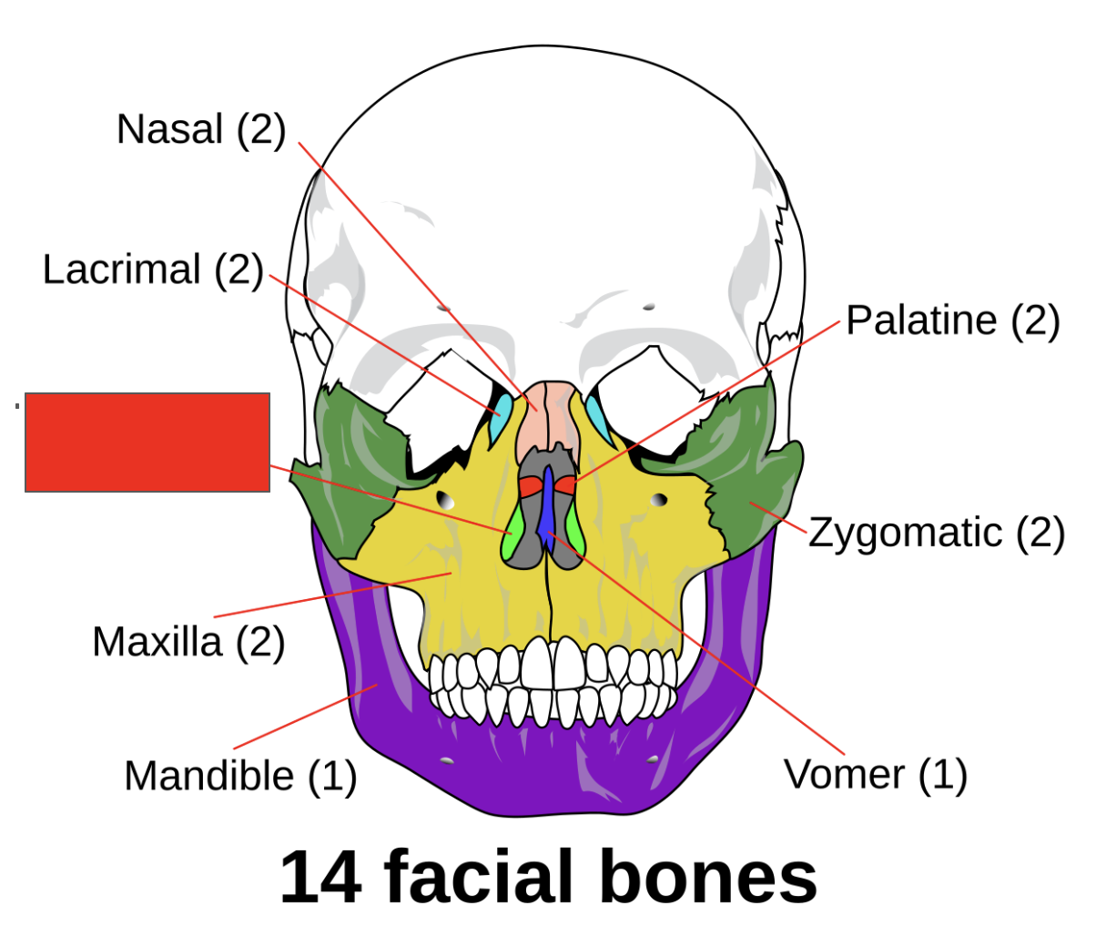 <p>Name the covered bone</p>