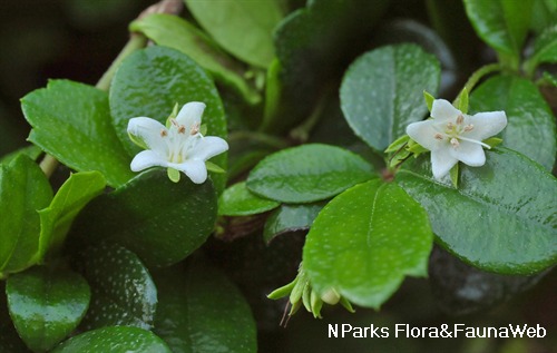 <p>Biological Origin:<strong> Ehretia microphylla Lam. (Boraginaceae)</strong></p><p>Common Name: <strong>Tsaang gubat, wild tea</strong></p><p>Part used: <strong>Leaves, roots</strong></p><p>Medicinal use:</p><p>●<strong> Antibacterial </strong></p><p><strong>● Anti-viral </strong></p><p><strong>● Management of diarrhea, and it is antispasmodic </strong></p><p><strong>● Treatment of diabetes, allergies and hyperacidity</strong></p><p>Secondary metabolites:</p><p><strong>● Triterpenes ● Alkaloids ● Glycosides ● Tannins ● α-amyrin and β-amyrin ● Saponins ● Flavonoids ● Rosmarinic acid</strong></p>