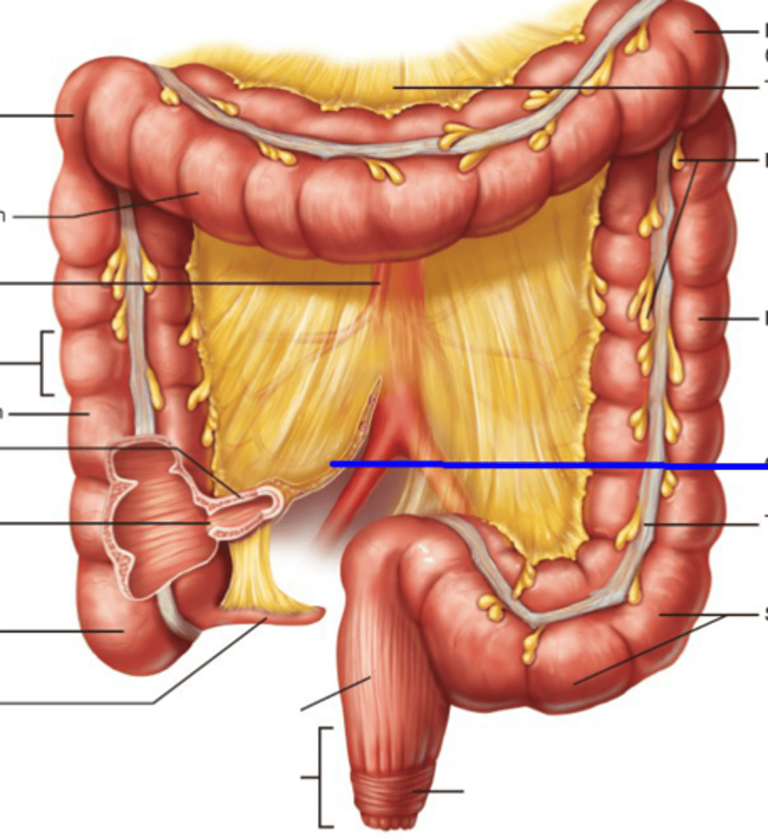 <p>What is this body feature?</p>