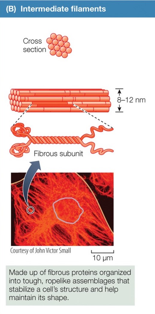 <p>Intermediate filaments</p>