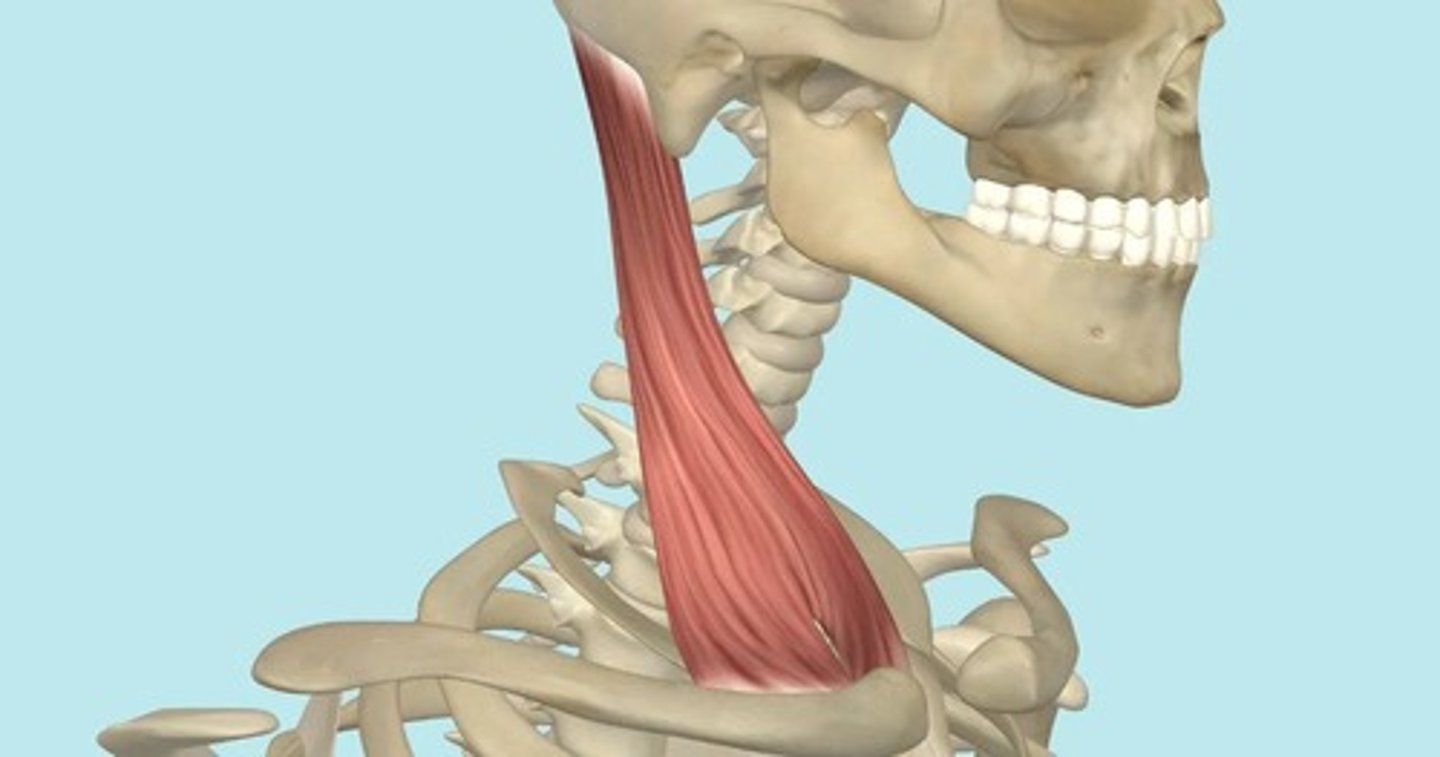<p>Runs diagonally down the sides of your neck from behind your ear to your collarbone and breastbone.</p>