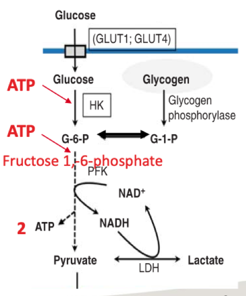 <p>Hexokinase (HK)</p><ul><li><p>Converts glucose to glucose-6-phosphate (G6P)</p></li><li><p>ATP is hydrolized to ADP + Pi + H+</p><ul><li><p>Pi will be attached to glucose to produce G6P</p></li><li><p>G6P <strong>cannot</strong> leave the cell (irreversible reaction)</p></li></ul></li></ul><p></p><ul><li><p>G6P has two fates:</p><ul><li><p>undergoes glycolysis</p></li><li><p>stored as glycogen</p><ul><li><p>phosphoglucomutase converts G6P to G1P</p></li><li><p>glycogen synthase converts G1P to glycogen</p></li></ul></li></ul></li></ul><p></p><p>Phosphofructokinase (PFK)</p><ul><li><p>Rate-limiting enzyme</p><ul><li><p>activated by: ADP, AMP, Pi, G6G (subtrate)</p></li><li><p>inhibited by: ATP, H+</p></li></ul></li></ul><p></p><p>Yields 2 ATP (Substrate level phosphorylation)</p><ul><li><p>Requires 2 ATP</p></li><li><p>Produces 4 ATO</p></li></ul><p></p><p>Yields 2 NADH + H+</p><ul><li><p>oxidized by laactate dehydrogenase</p></li></ul>