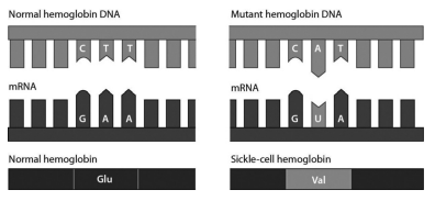 <p>consider the following figure. it illustrates that a single amino acid substitution in the haemoglobin gene:</p>
