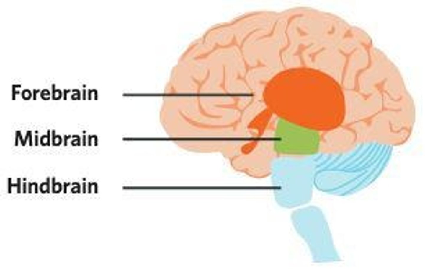 <p>The highly developed and intricate structures of the forebrain</p>
